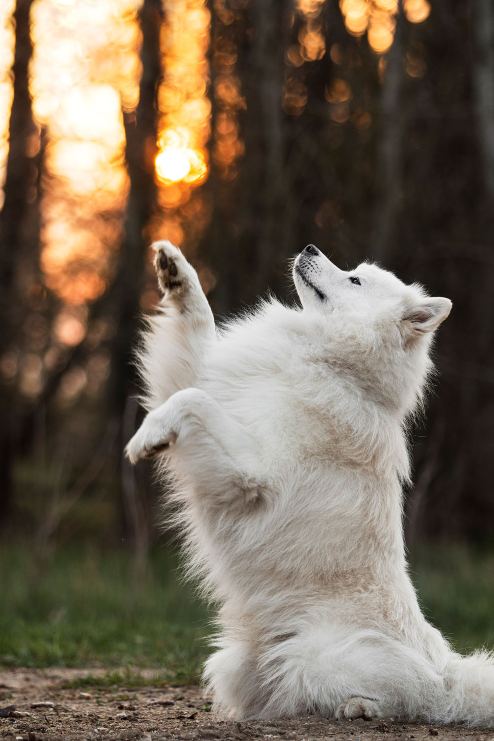 Samojede macht Männchen, Magdeburg